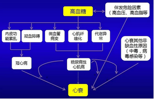 高血糖增加心衰风险的可能机制